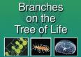 branches_Ambrose.jpg